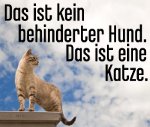 Das ist kein behinderter Hund. Das ist eine Katze.