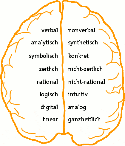 Visuell denken: Modell des Gehirns