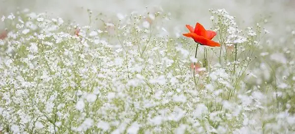 Blumenwiese: Kleines weißes Schleierkraut und eine einzelne rote Mohnblume