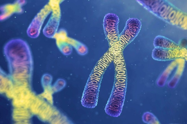 Menschliche Chromosomen, Illustration